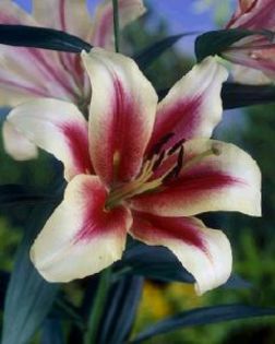 Lilium Sonora 4,98 lei