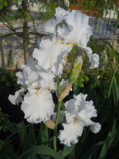 Pure at the iris - irisi 2014