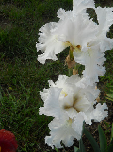 DSCN3375_086 - irisi 2014