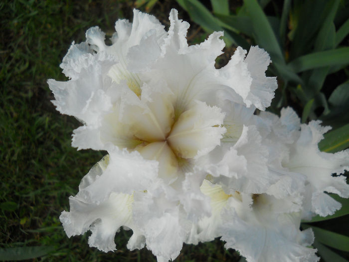 Pure at the iris - irisi 2014