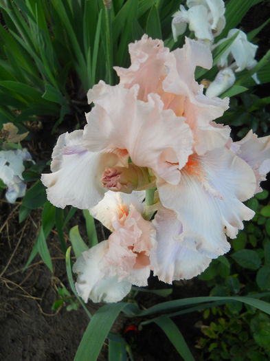 DSCN3380_091 - irisi 2014