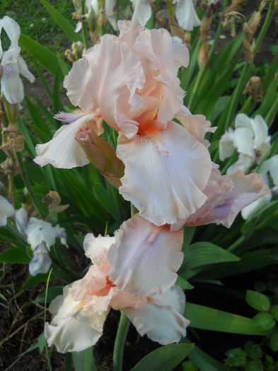 DSCN3381_092 - irisi 2014