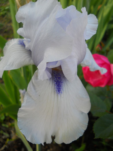 Song of norwai - irisi 2014