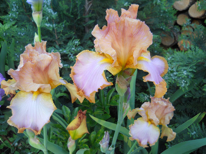 Afternoon Delight - irisi 2014