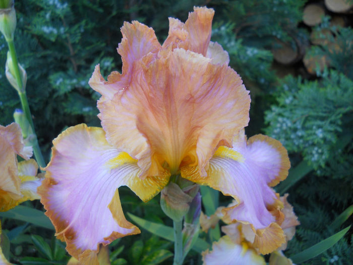 DSCN3408_119 - irisi 2014