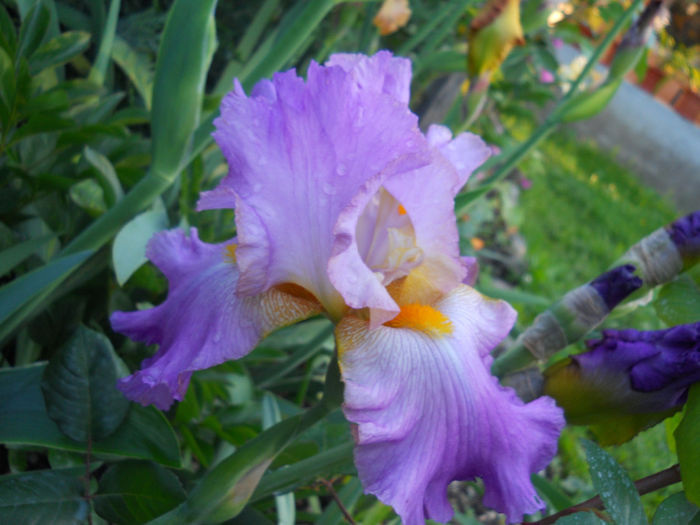 DSCN3412_123 - irisi 2014