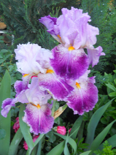 Arabella - irisi 2014