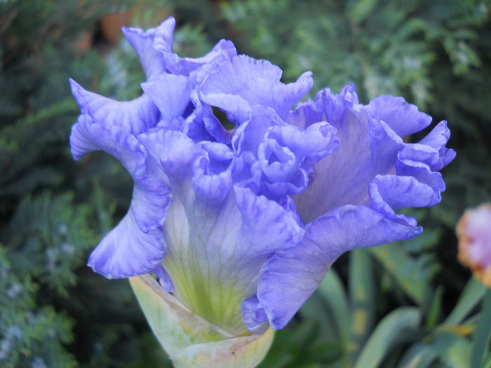 DSCN3410_121 - irisi 2014