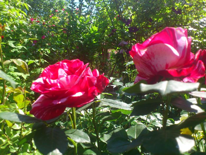 DSC_5110 - TRANDAFIRI 2014