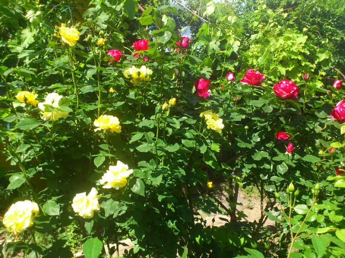 DSC_5113 - TRANDAFIRI 2014