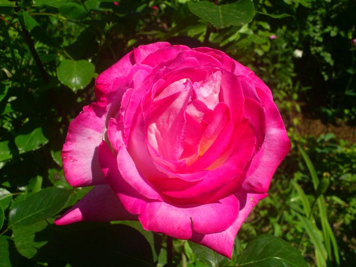 DSC_5108 - TRANDAFIRI 2014