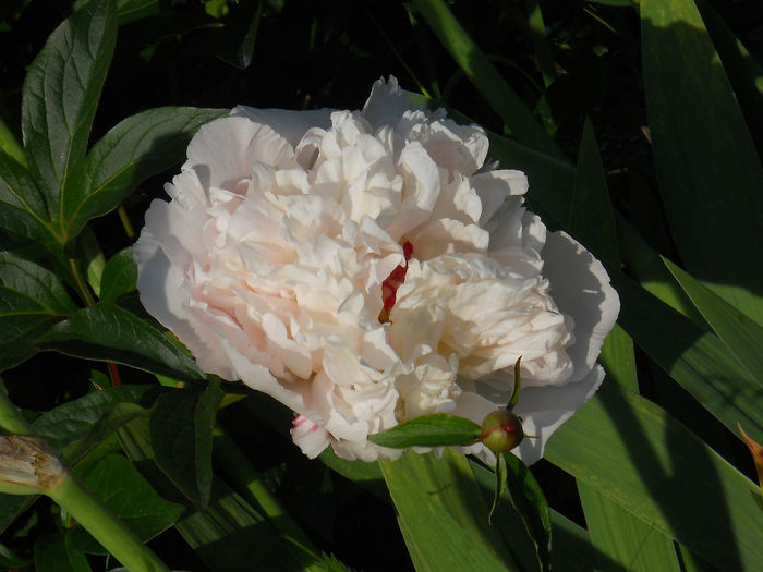 DSCN3364_075 - bujori 2014