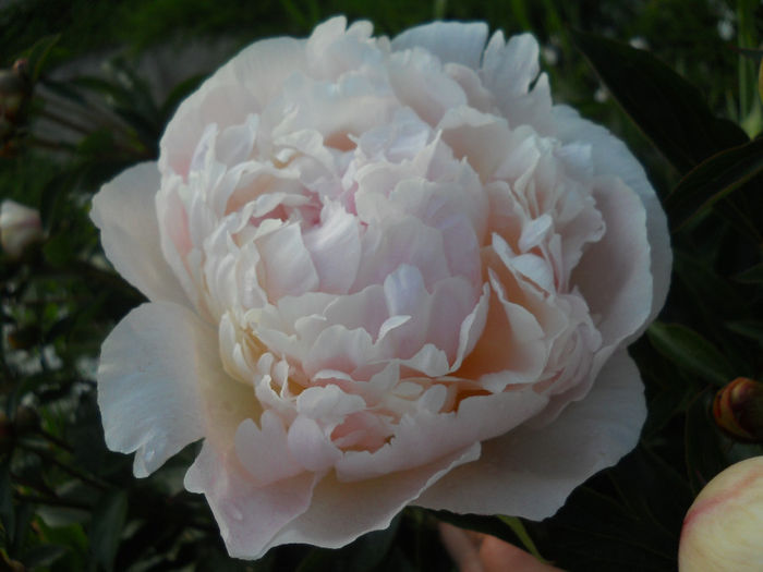 DSCN3394_105 - bujori 2014
