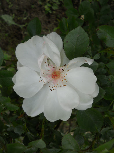 Jacqueline du Pré