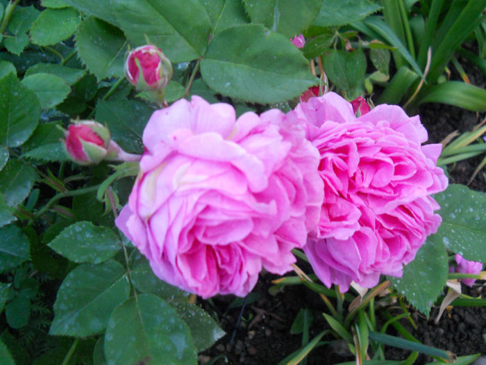 DSCN3430_141