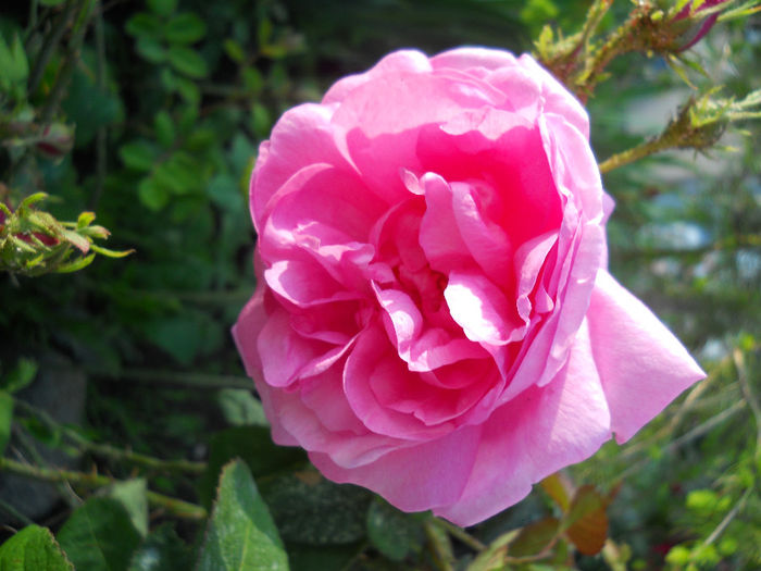 DSCN3372_083