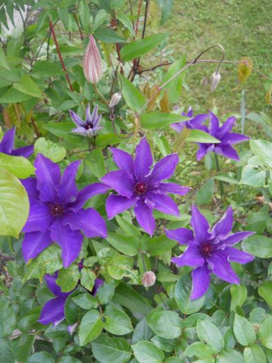 DSCN9730 - Gradina 2014