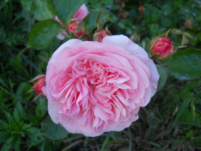 DSCN3390_101