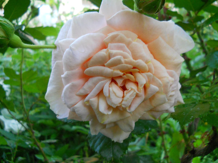 DSCN3400_111