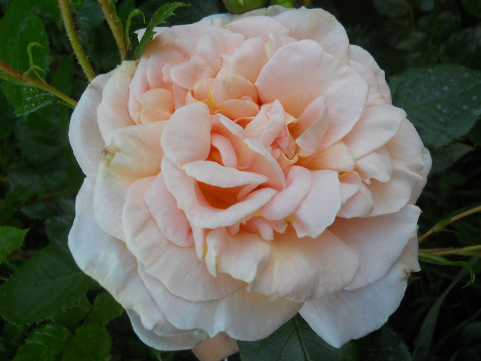 rosagold