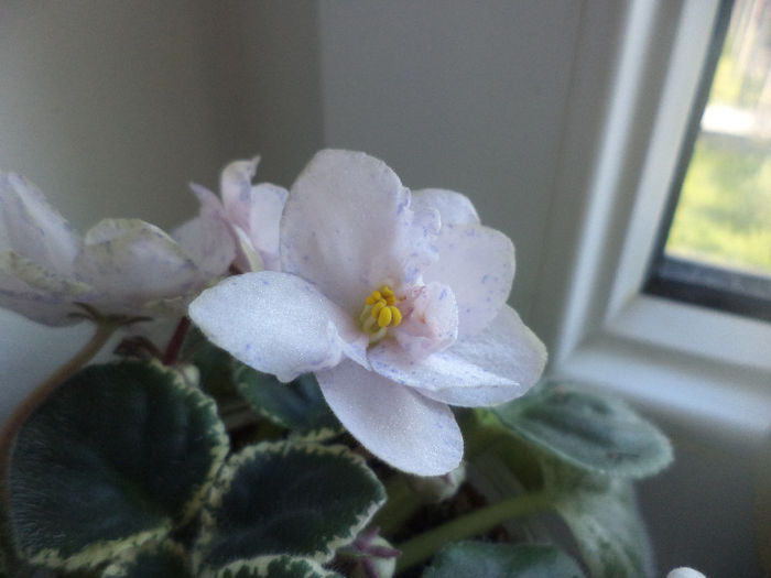 DSC01106 - violete 2014