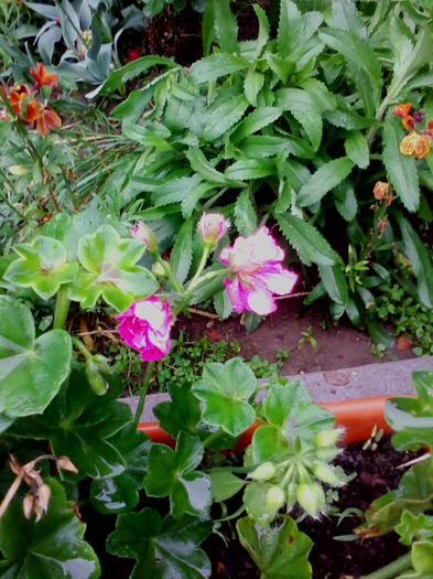  - flori 2014 gradina