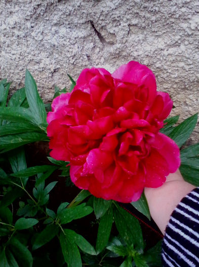  - flori 2014 gradina