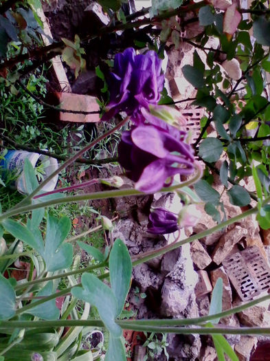  - flori 2014 gradina