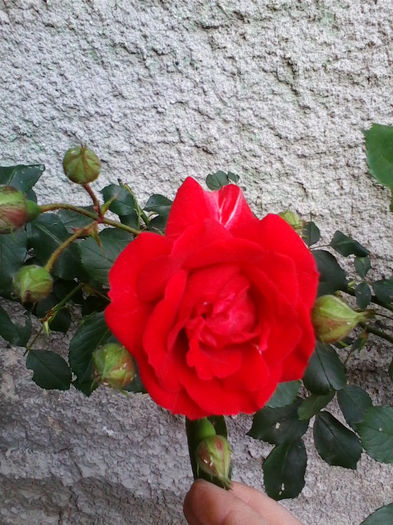 trandafir rosu catarator - flori 2014 gradina