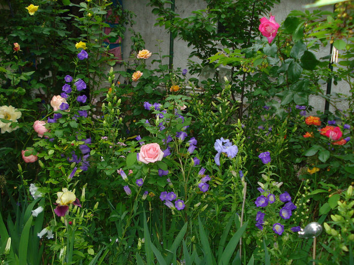 DSC00174 - Gradina in 2014