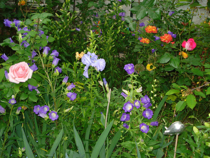 DSC00171 - Gradina in 2014