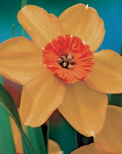 narcise altruist1,89 lei