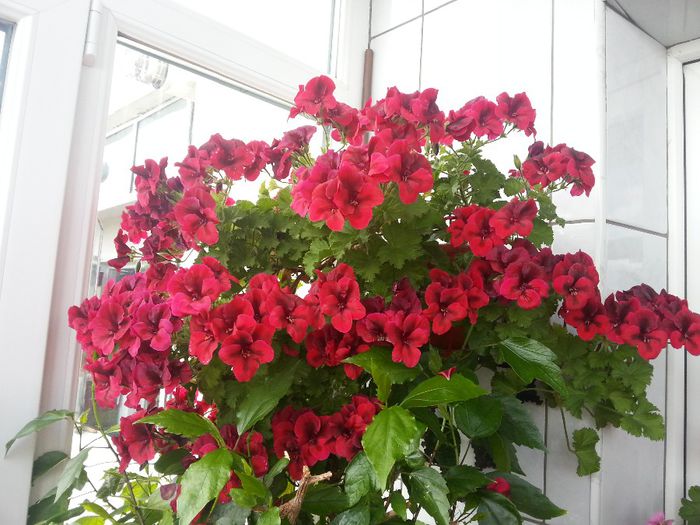 20140517_152715 - Muscate 2014