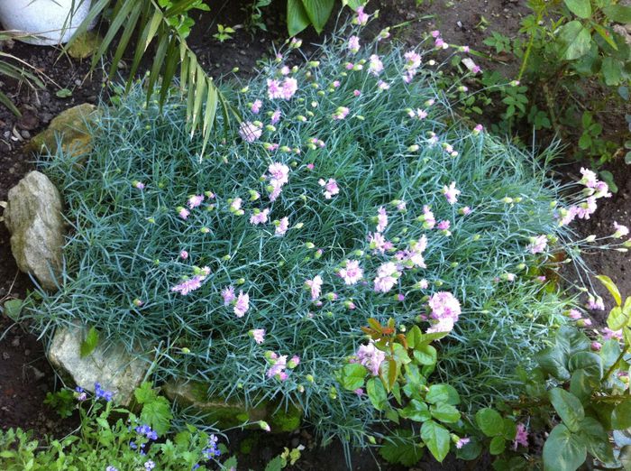 image - Flori de gradina 2014