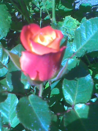 Imag2299 - trandafiri 2014