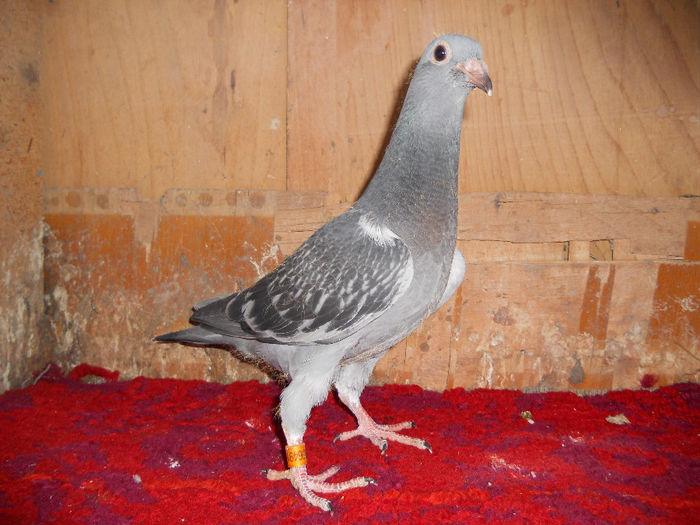 WEGEN 0956491-2014