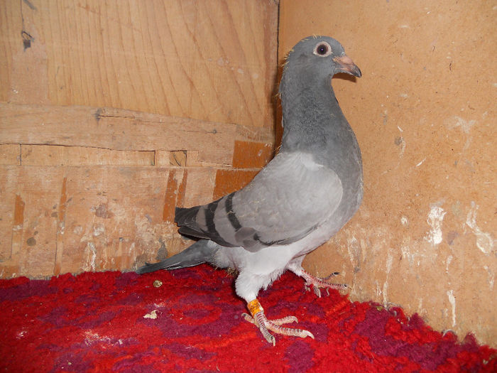 wegen 0956482-2014