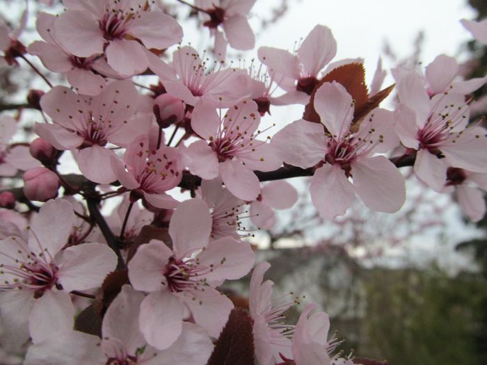  - Diverse 2 - Gradina cu frunze