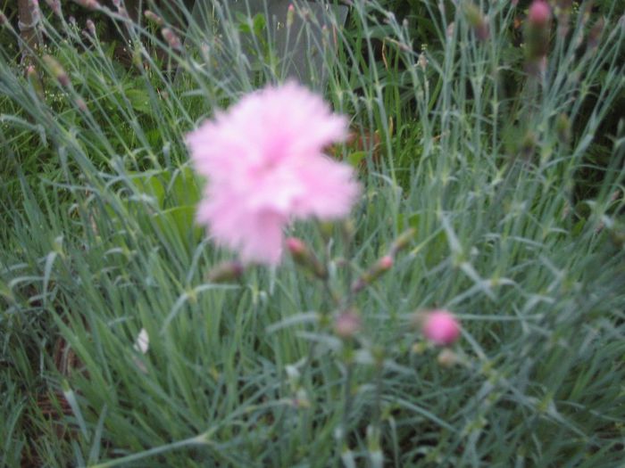 roz - Flori de prin gradina