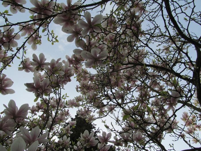  - Diverse 2 - Gradina cu frunze