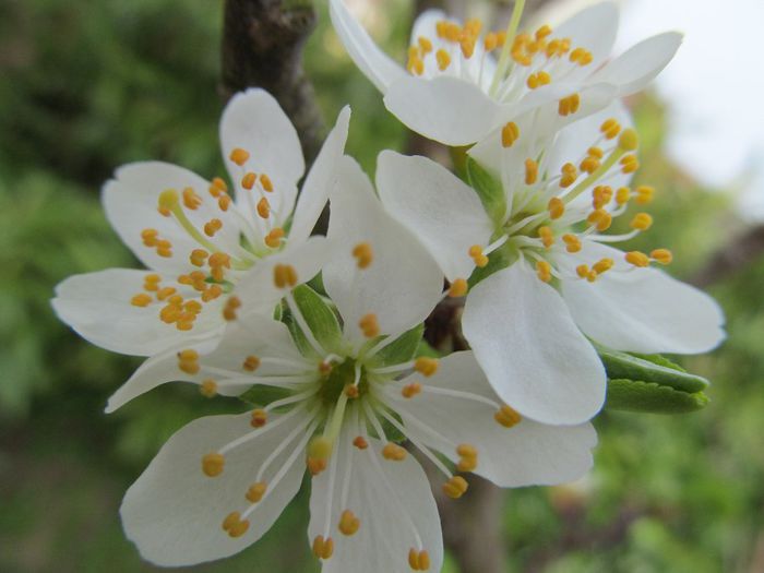  - Diverse 2 - Gradina cu frunze