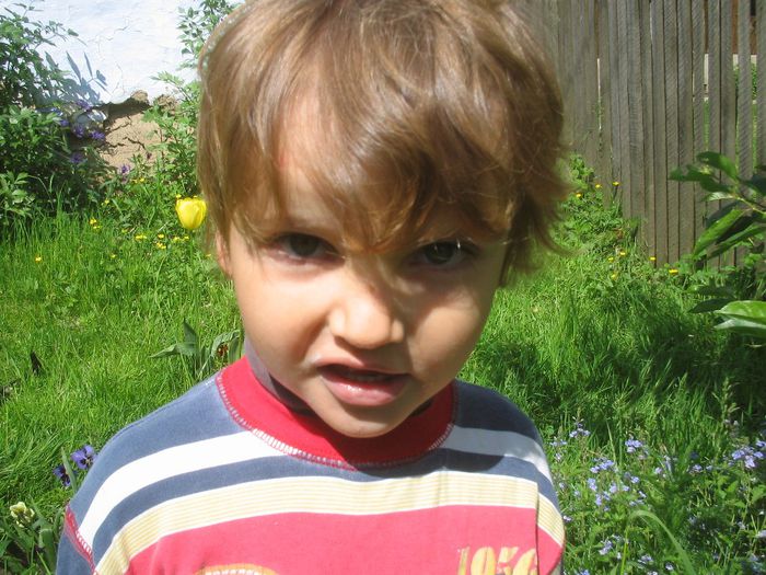 floricica mea, Darius