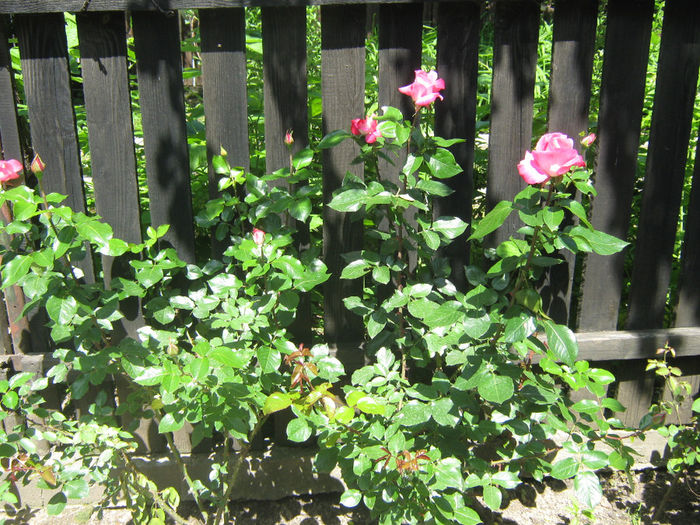 Picture My plants 159 - Trandafiri 2014 luna mai