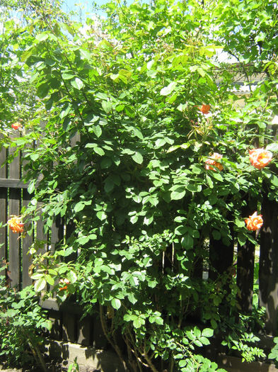 Picture My plants 175