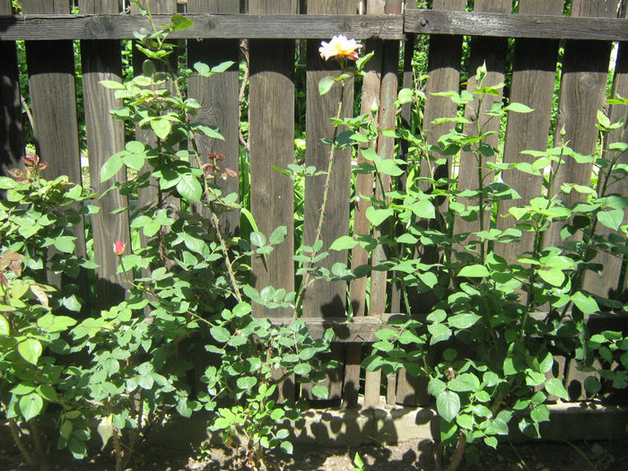 Picture My plants 183