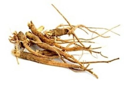 Pfaffia paniculata ginseng brazilian