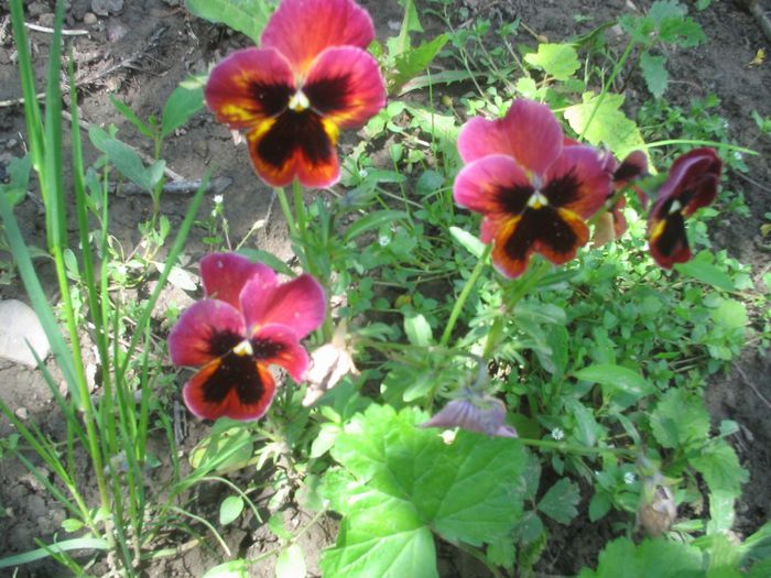 panselute - Flori de prin gradina