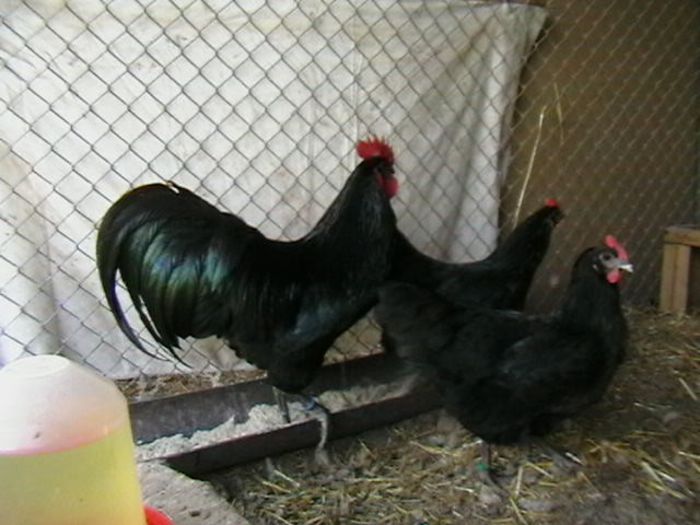 IMGA0193 - G AUSTRALORP NEGRU