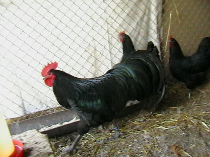 IMGA0195 - G AUSTRALORP NEGRU