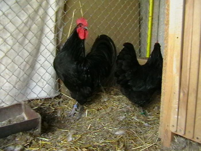 IMGA0202 - G AUSTRALORP NEGRU